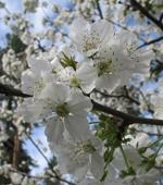 blossoms